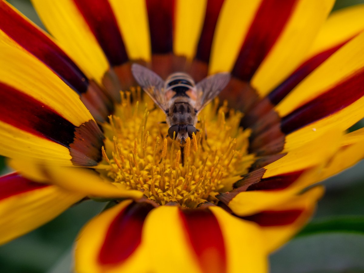 Image of a bee